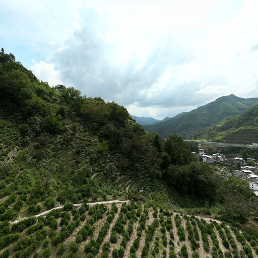 歙县“双重”人工造林